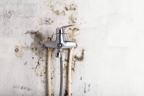 Best Mold Removal Near Me  in New Brunswick, NJ