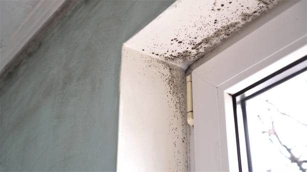 Professional Mold Removal in New Brunswick, NJ