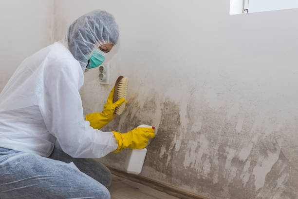 Best Local Mold Removal Service  in New Brunswick, NJ