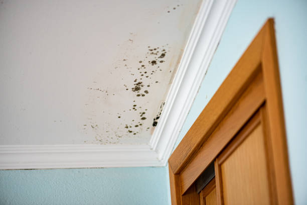 Best Mold Removal Company Near Me  in New Brunswick, NJ