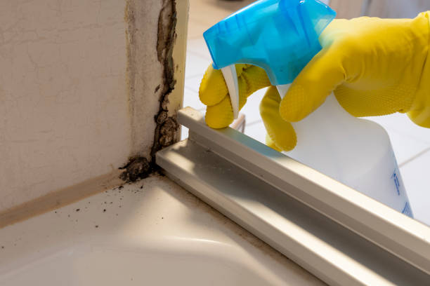 New Brunswick, NJ Mold Removal Company