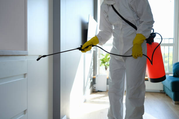 Mold Testing and Removal in New Brunswick, NJ