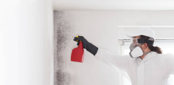 Home Mold Removal in New Brunswick, NJ