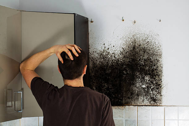 Best Home Mold Removal  in New Brunswick, NJ