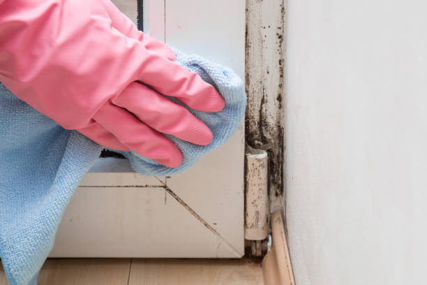 Best Mold Testing and Removal  in New Brunswick, NJ