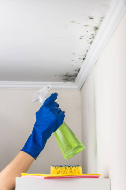 Best Same-Day Mold Removal  in New Brunswick, NJ